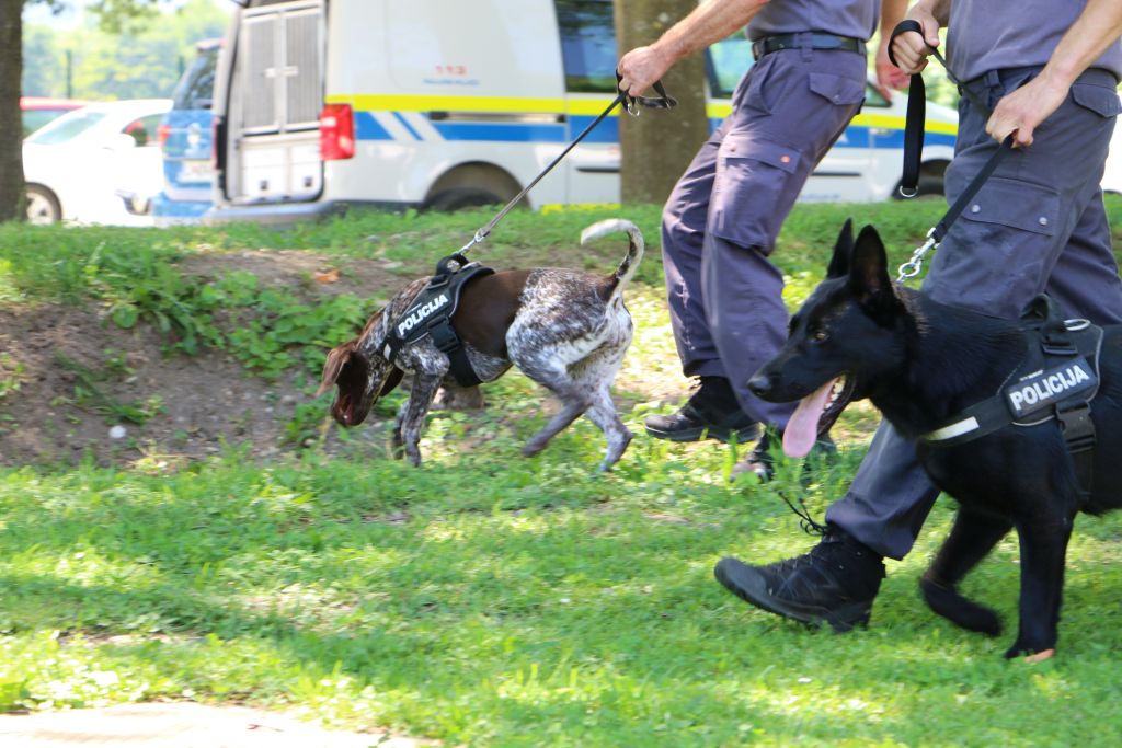 Policista vodnika službenih psov hodita po travi, na povodcu imata vsak svojega psa