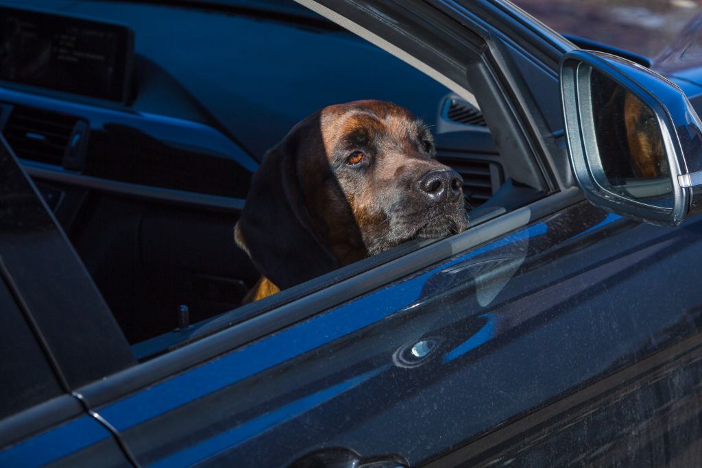 Vidno utrujen pes moli glavo skozi okno osebnega avtomobila