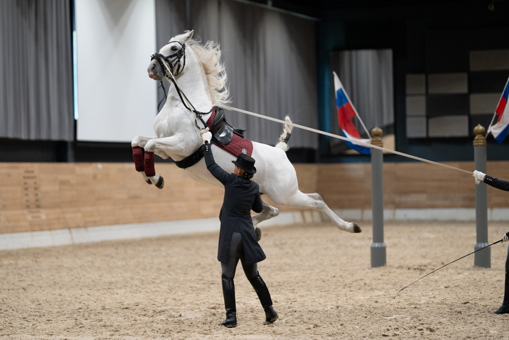 Točka Kobilarne Lipica, prikaz vrhunske dresure konj. Foto: Klemen Udovč