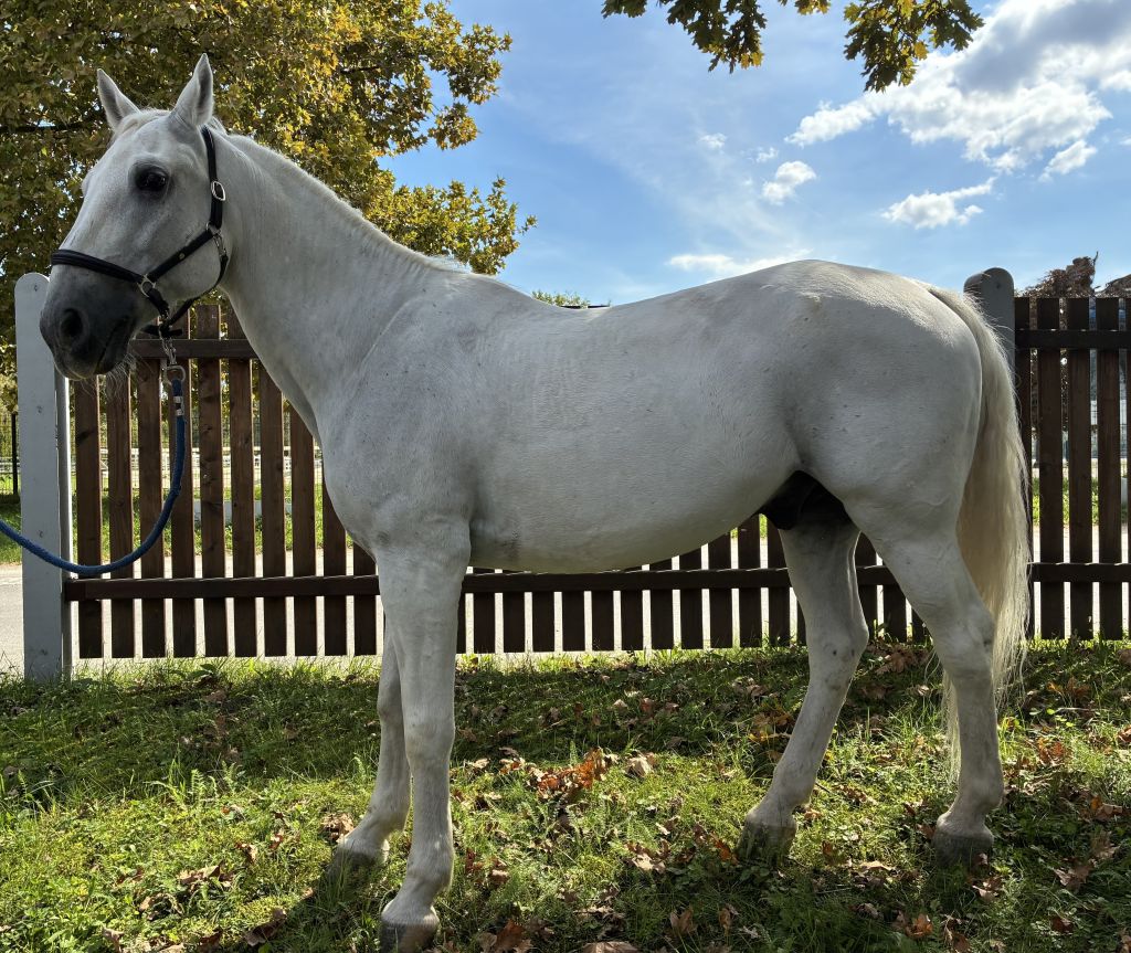 Slika konja Pluta Famose